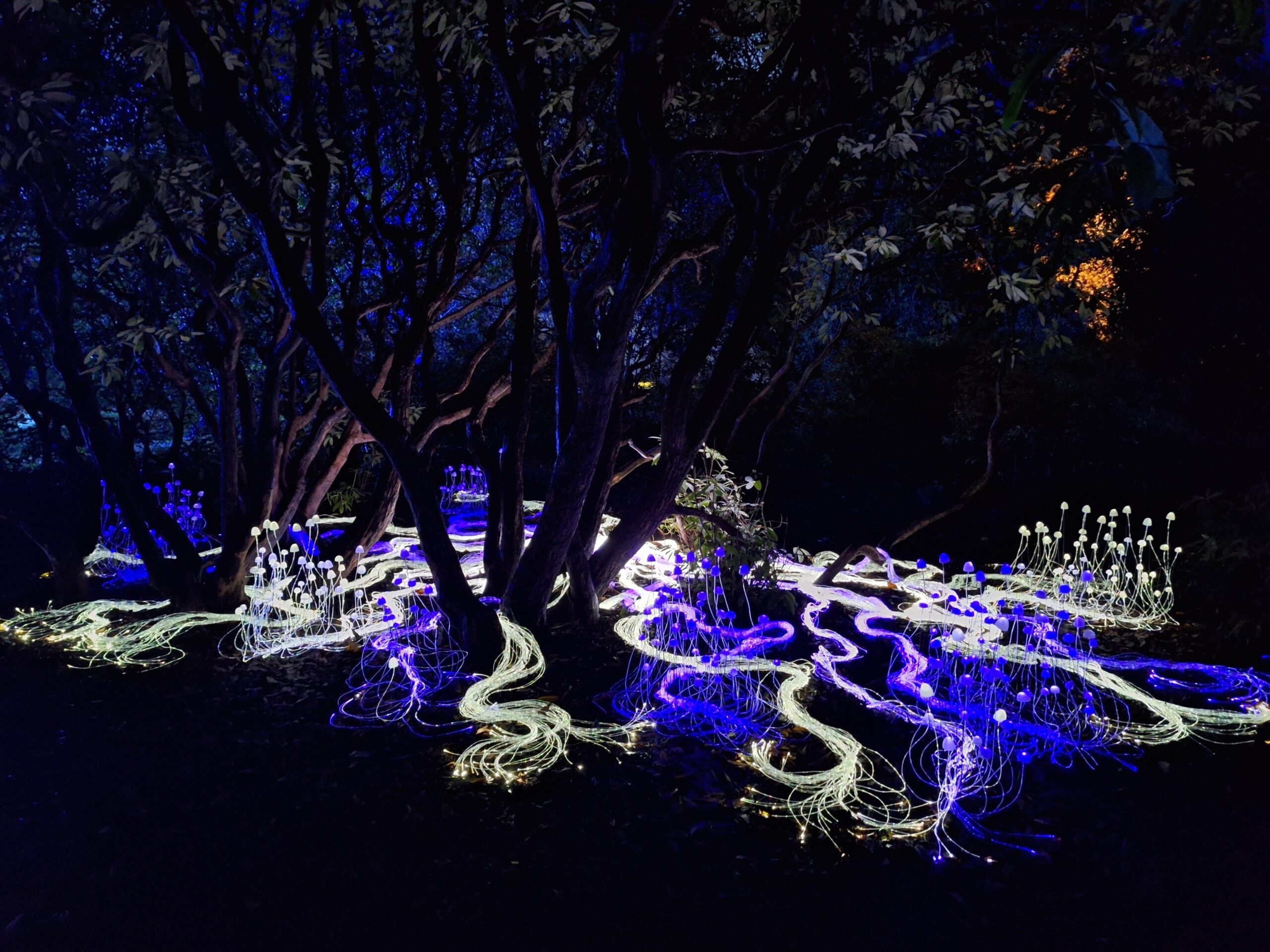 mycelium network lighting installation at stourhead estate